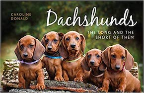 Dachshunds